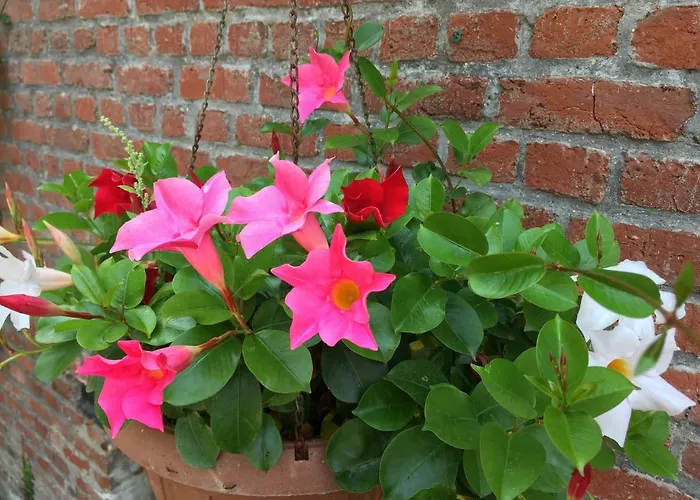 La Niche Maison d'hôtes Richebourg (Pas-de-Calais)