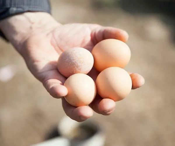 La Niche Maison d'hôtes 3*